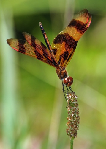 Male
2009_07_21_Floyd